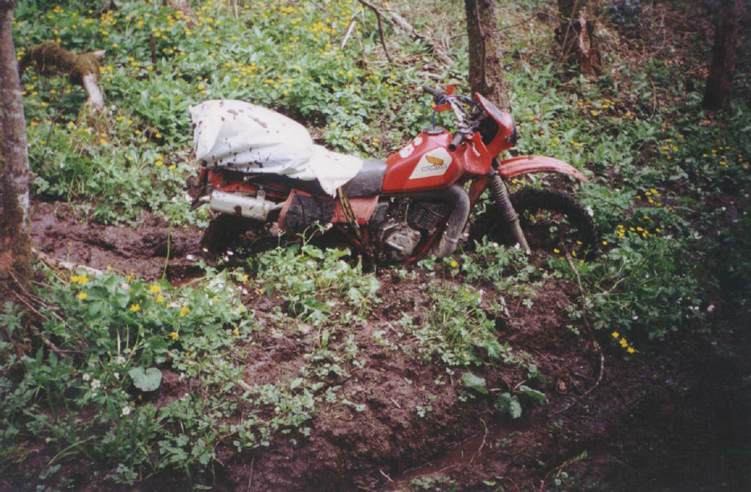 ph-31